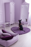 Cameretta cagnolina toni lilla e viola