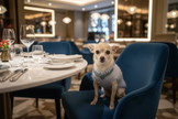 Chihuahua al ristorante - immagine più chiara con collana in risalto