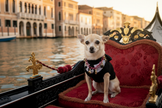 Chihuahua in gondola a Venezia