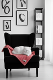 Gatto bianco sulla copertina rosa in poltrona nera