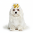 Maltese pelo lunghissimo con fiocco