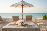 Maltese sulla copertina in spiaggia di lusso
