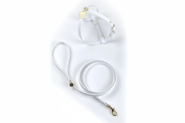 Pettorina e guinzaglio bianco oro sfondo bianco puro